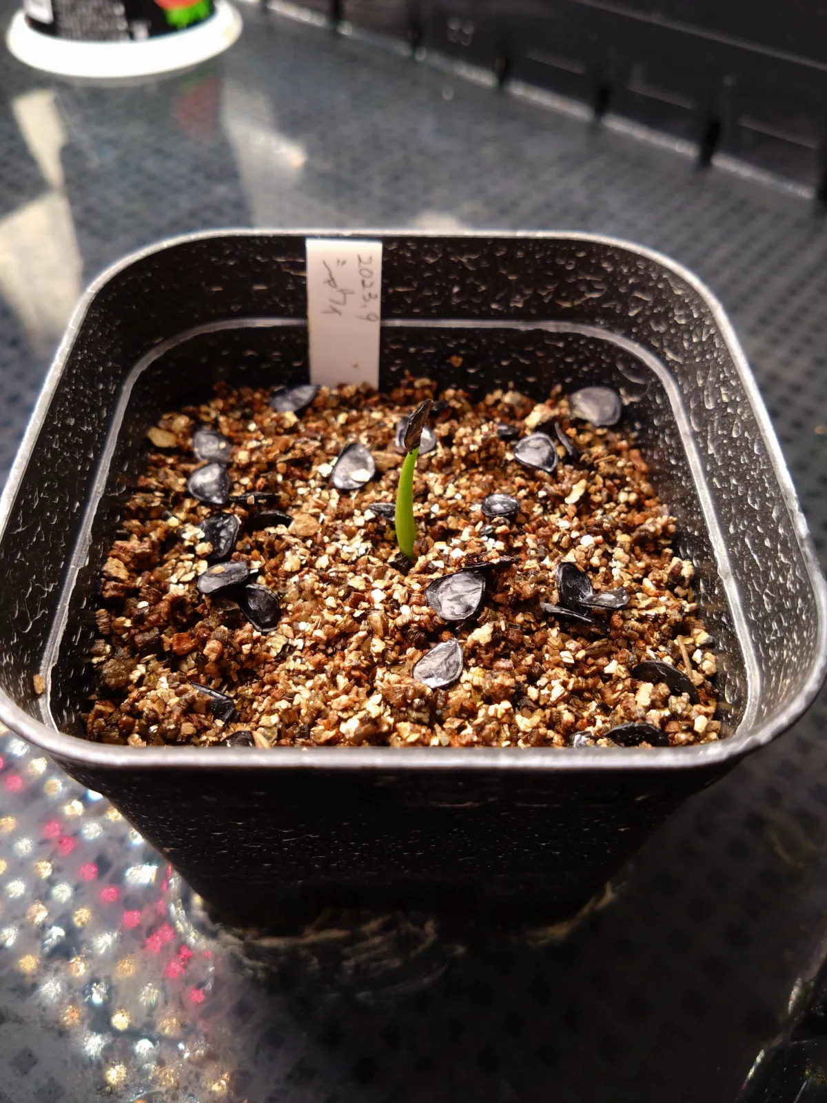 [チャレンジ種子] アガベ シャウィ（発芽難） Agave shawii subsp. shawii (発芽難)