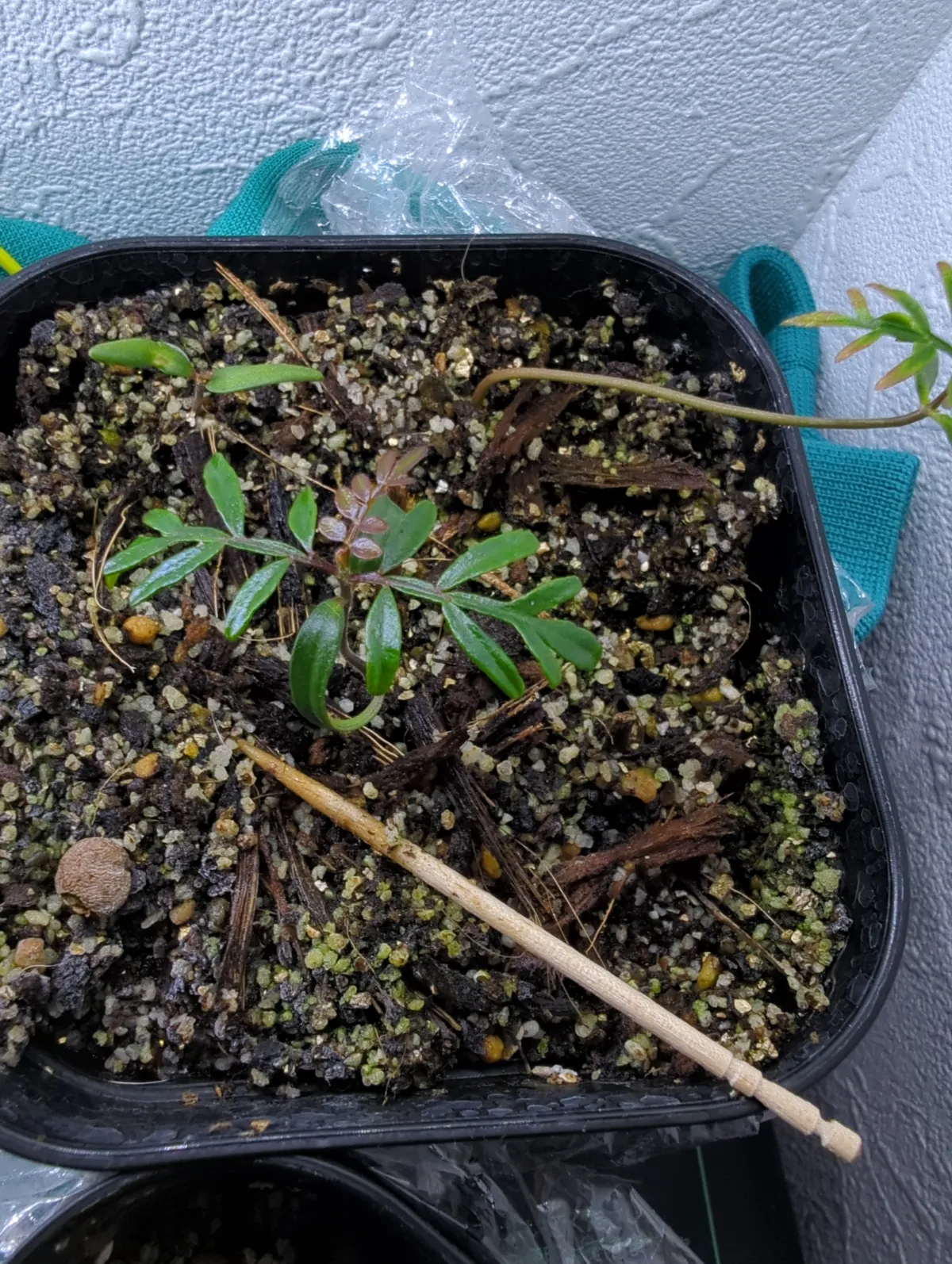 Operculicarya pachypus (オペルクリカリア パキプス)