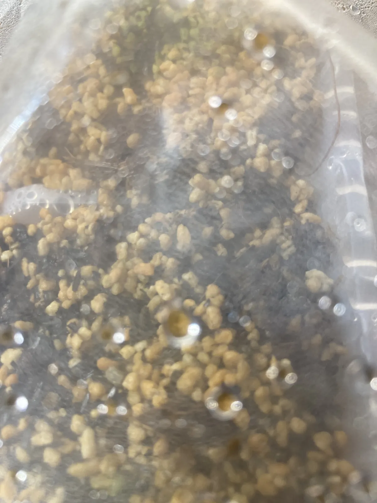 Operculicarya borealis (オペルクリカリア ボレアリス)