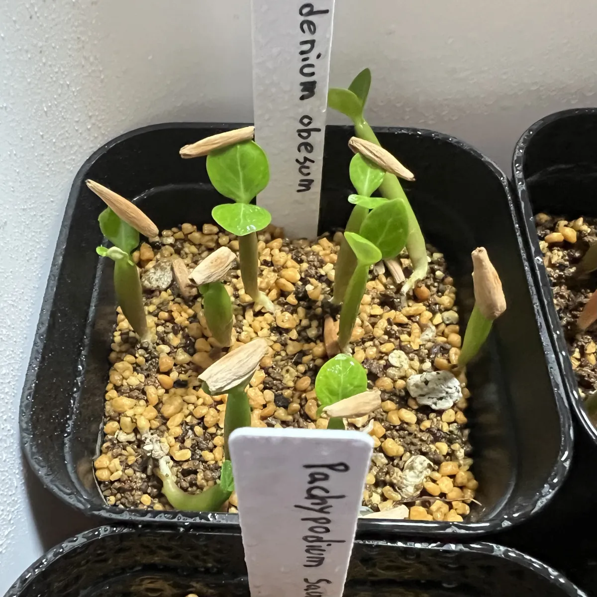 Adenium obesum (アデニウム オベスム)