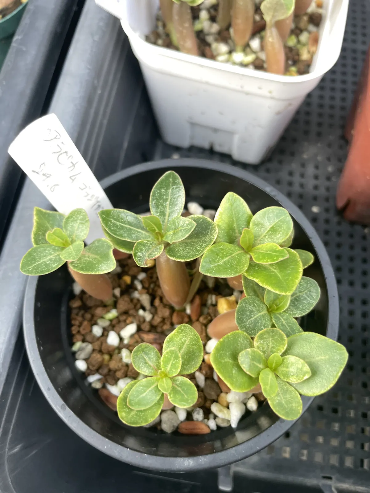 Adenium arabicum Gojji Eyala (アデニウム アラビカムゴッジ イヤラ)