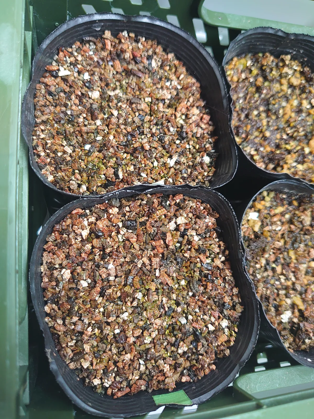 Delonix pumila (デロニクス プミラ)