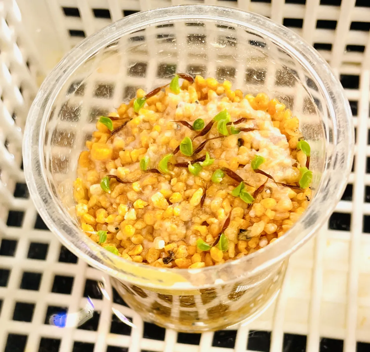 Hechtia lanata (ヘクチア ラナータ)