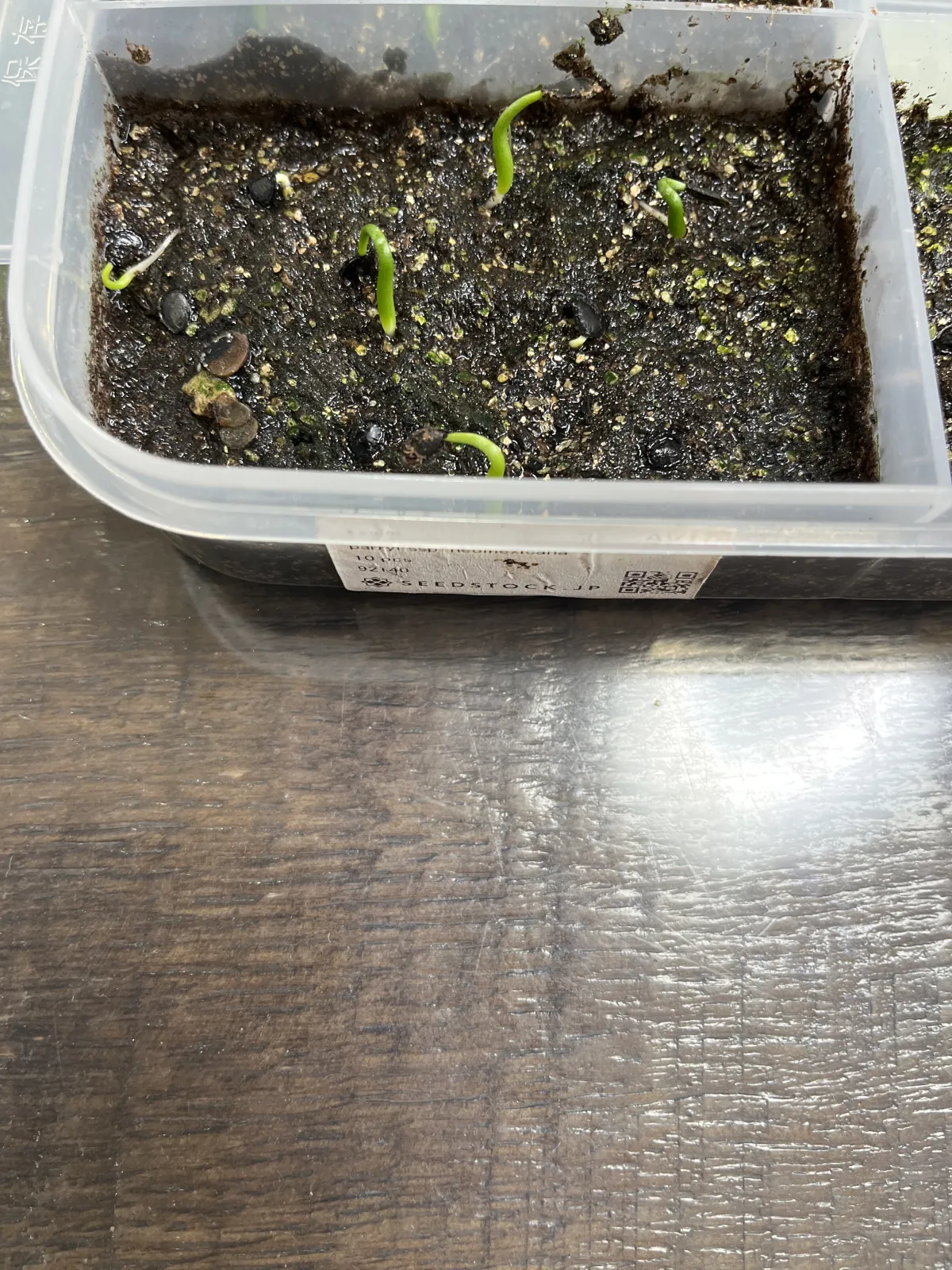 Agave parryi subsp. neomexicana (アガベ ネオメキシカーナ)