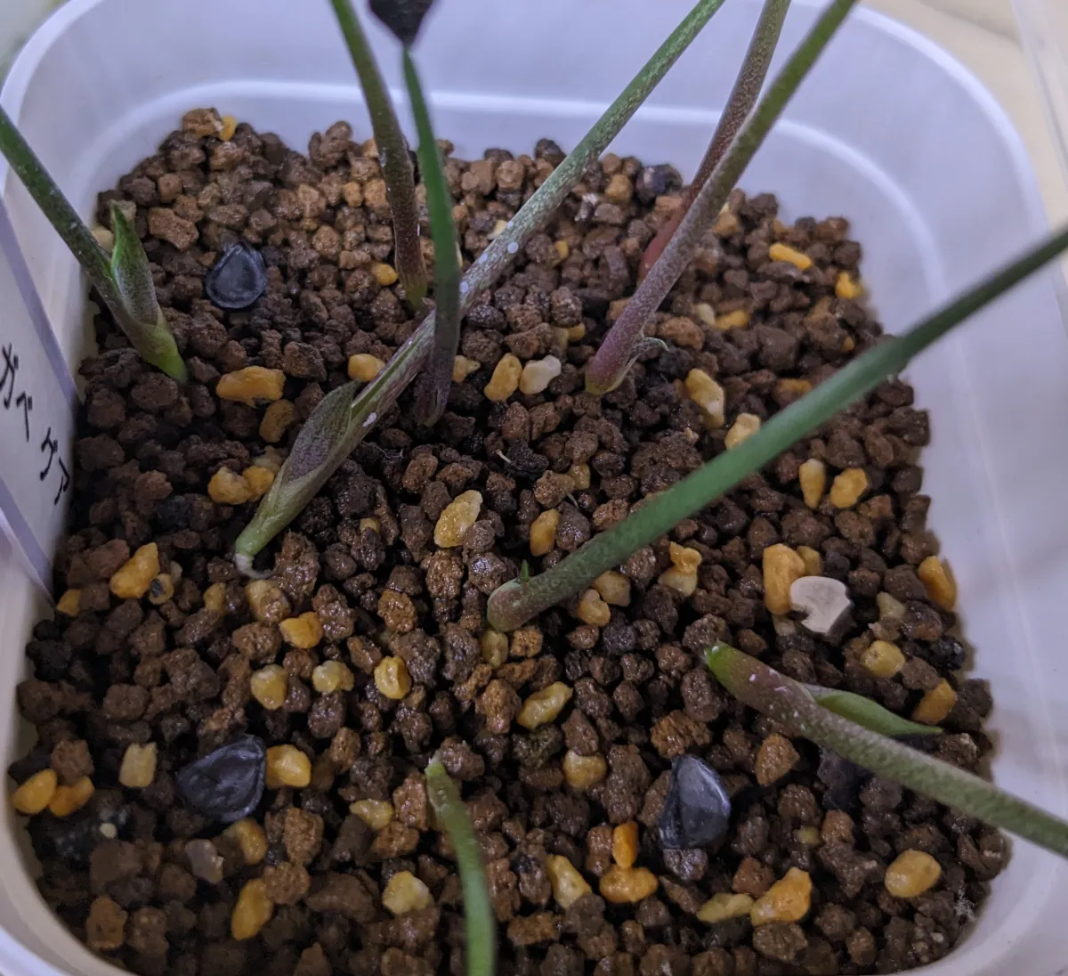 Agave guadalajarana (アガベ グアダラハラナ)