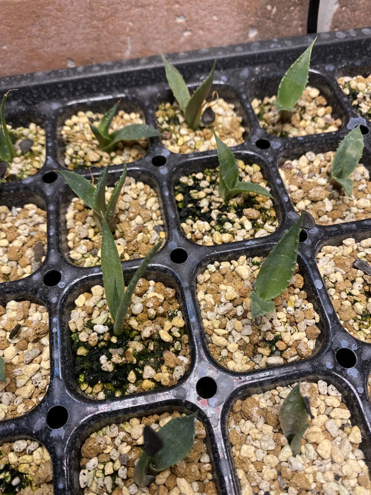 Agave shrevei ssp. matapensis (アガベ シュリベイマタペンシス)