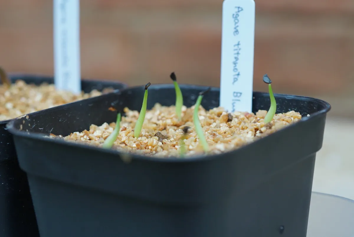 Agave titanota 'Blue' (アガベ チタノタブルー)