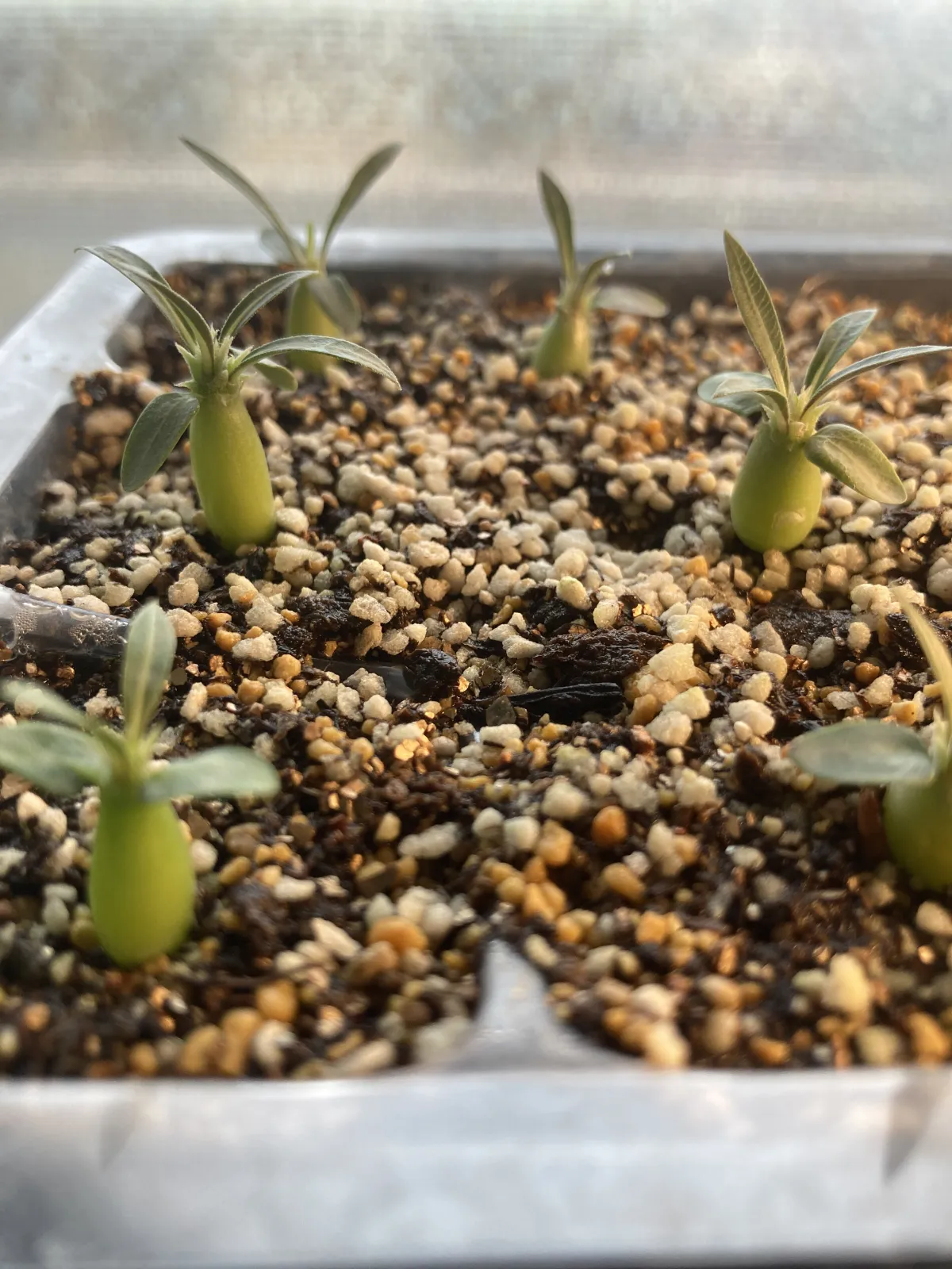 Pachypodium rosulatum ssp. rosulatum (パキポディウム ロスラーツム)