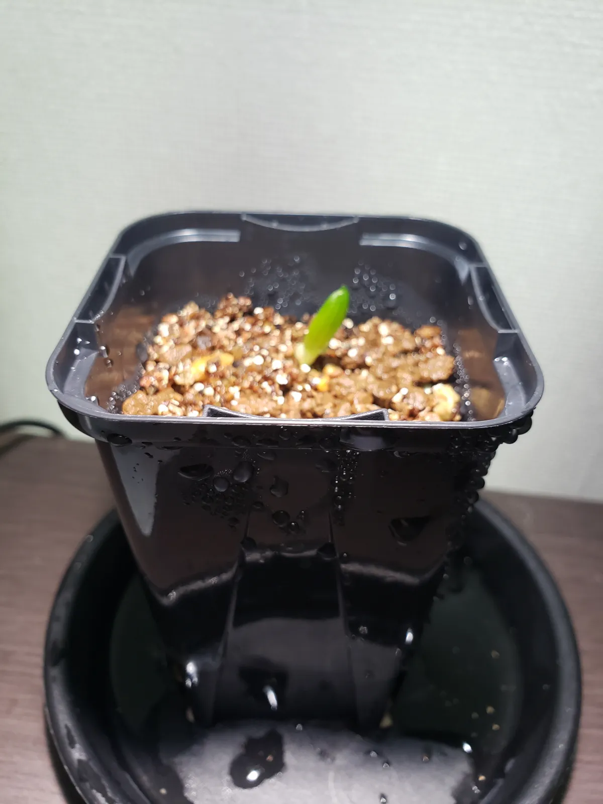 Aloe variegata Chiyoda Nishiki (アロエ 千代田錦)