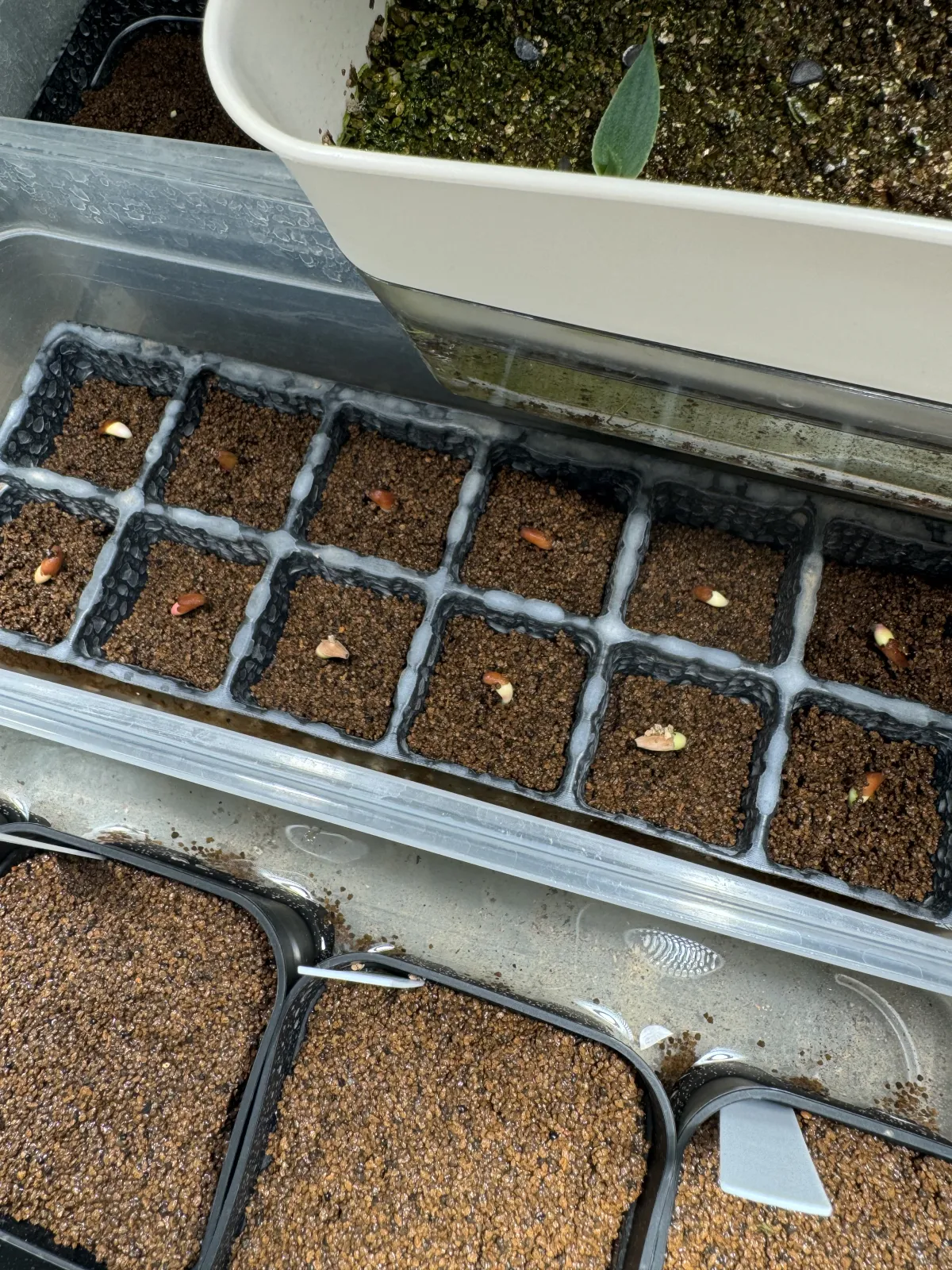 Adenium arabicum King Kong (アデニウム アラビカム キングコング)