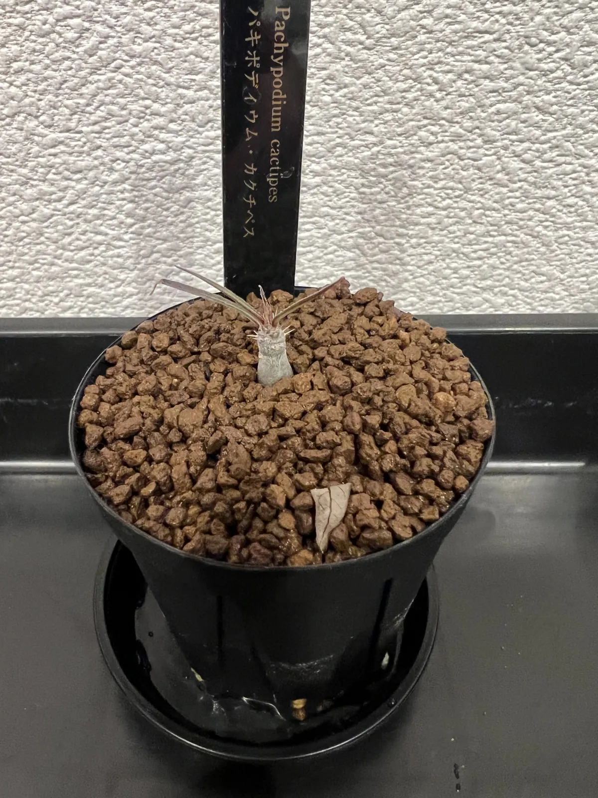 Pachypodium rosulatum ssp. cactipes (パキポディウム カクチペス)