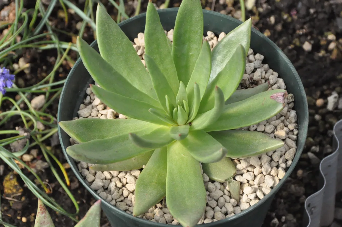 Dudleya cultrata (ダドレヤ カルトラータ)