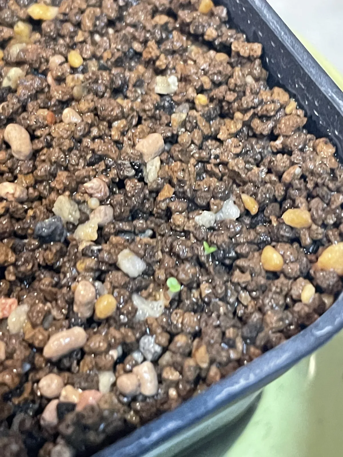 Tylecodon wallichii (ティレコドン ワリチー)