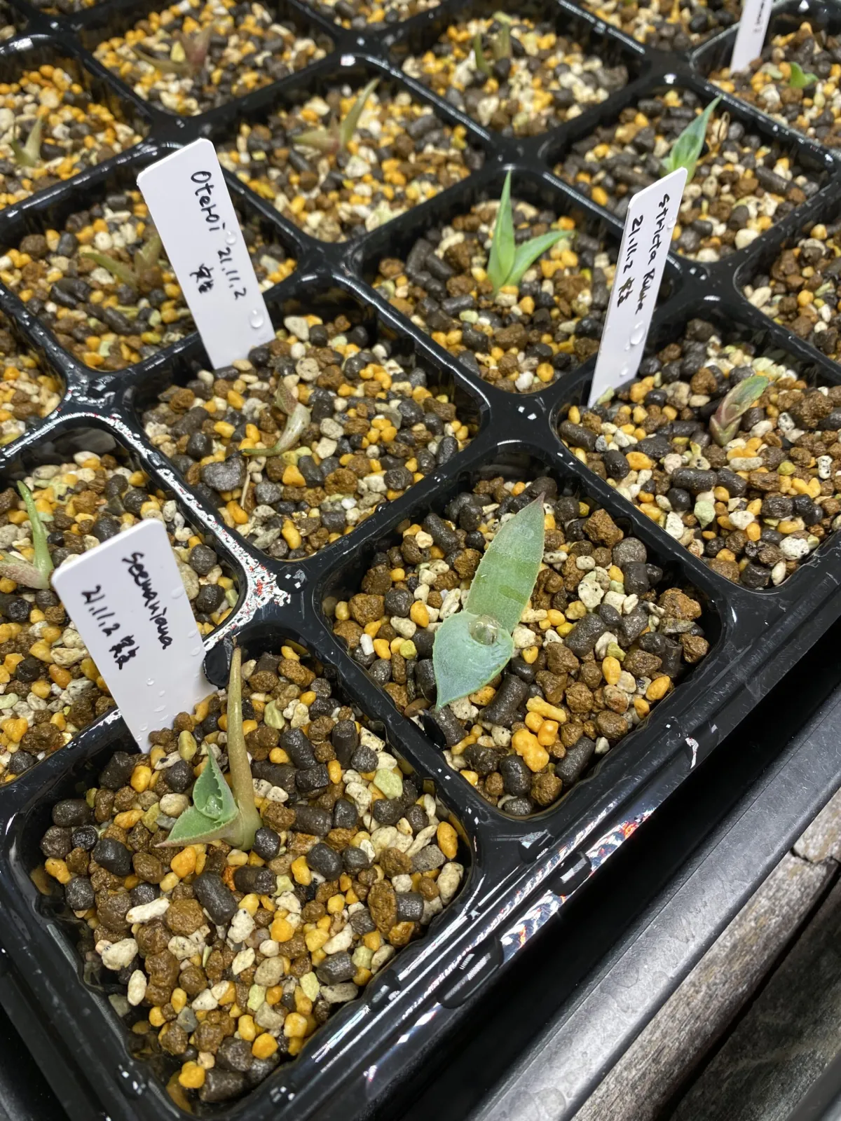 Agave seemanniana (アガベ シーマニアナ)