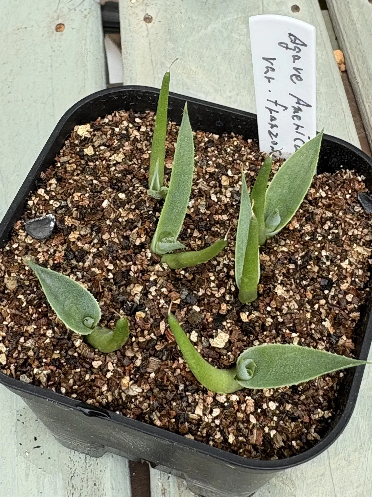 Agave americana var. franzosinii (アガベ フランゾシニー)