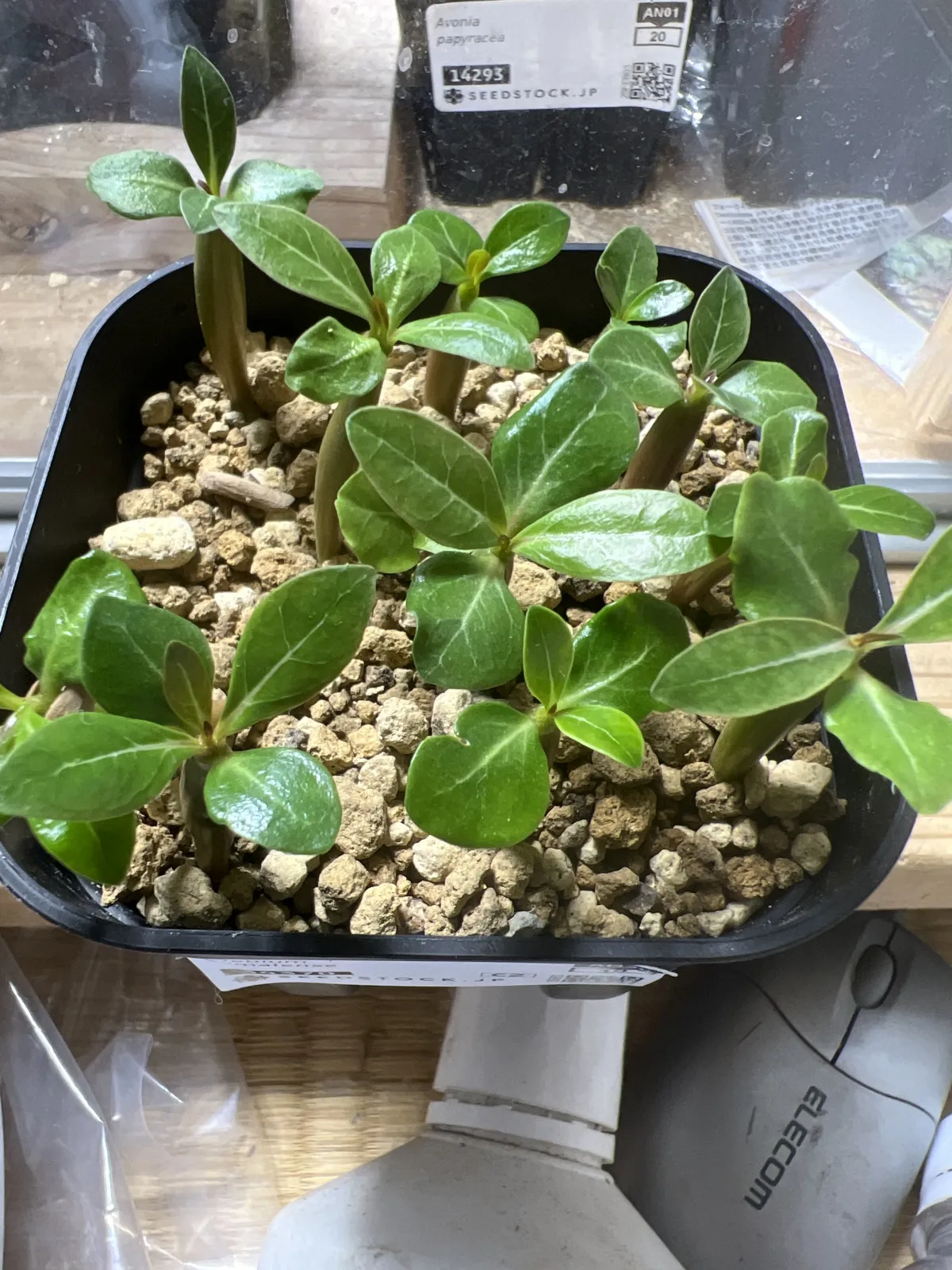 Adenium somalense var. somalense (アデニウム ソマレンセ)