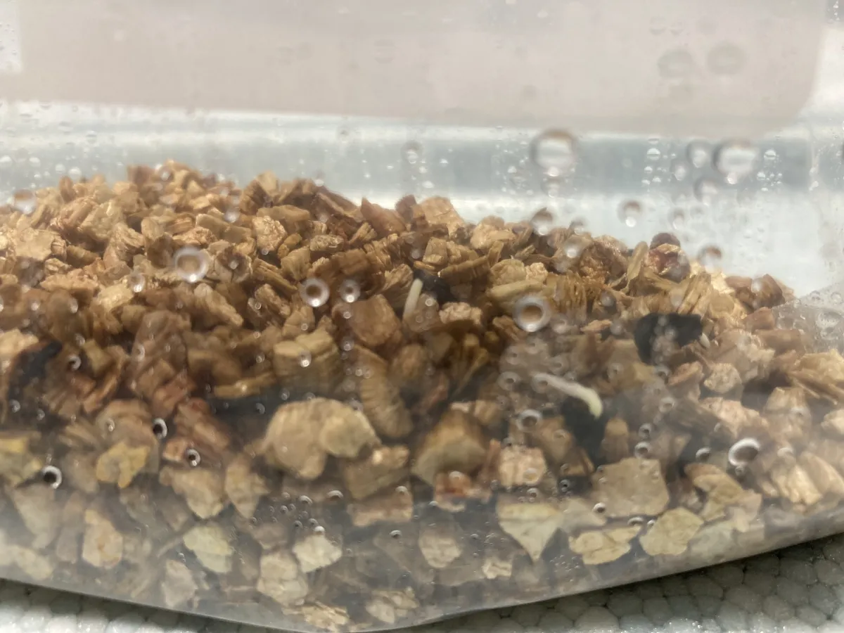 Agave parryi x flexispina (アガベ パリー x フレキシスピナ)