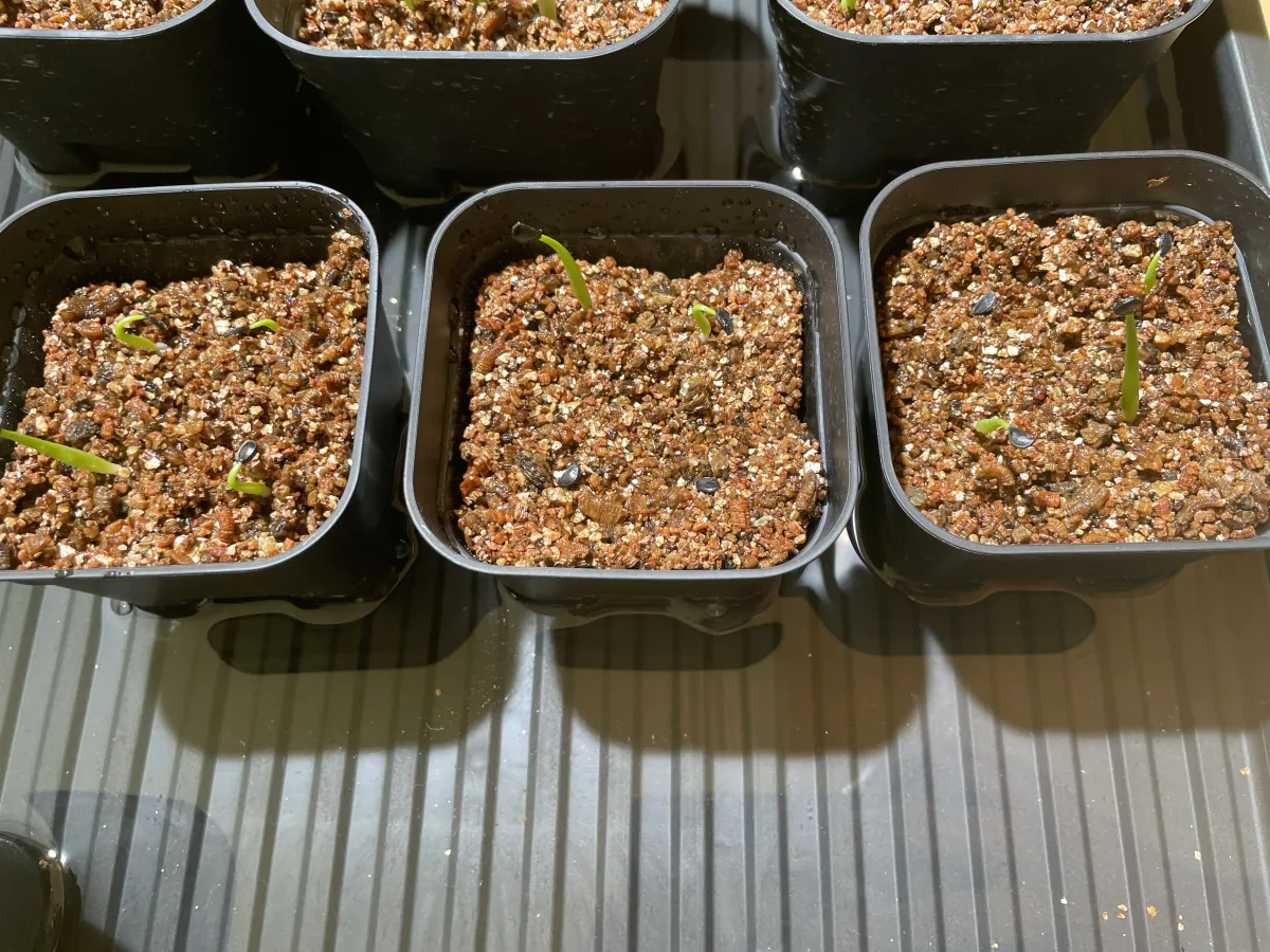 Agave margaritae (アガベ マルガリータ)