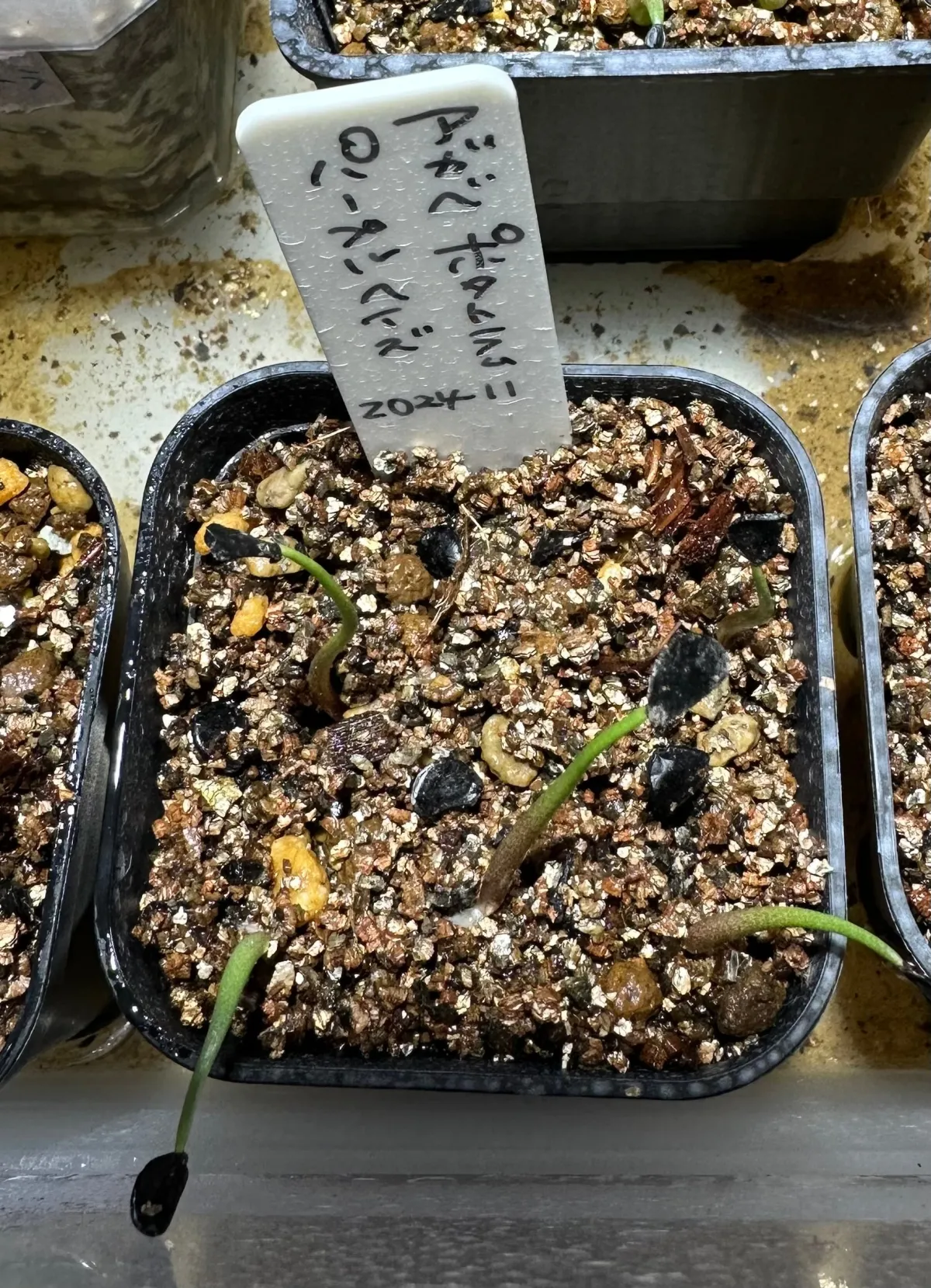 Agave potatorum Purple Haze (アガベ パープルヘイズ)