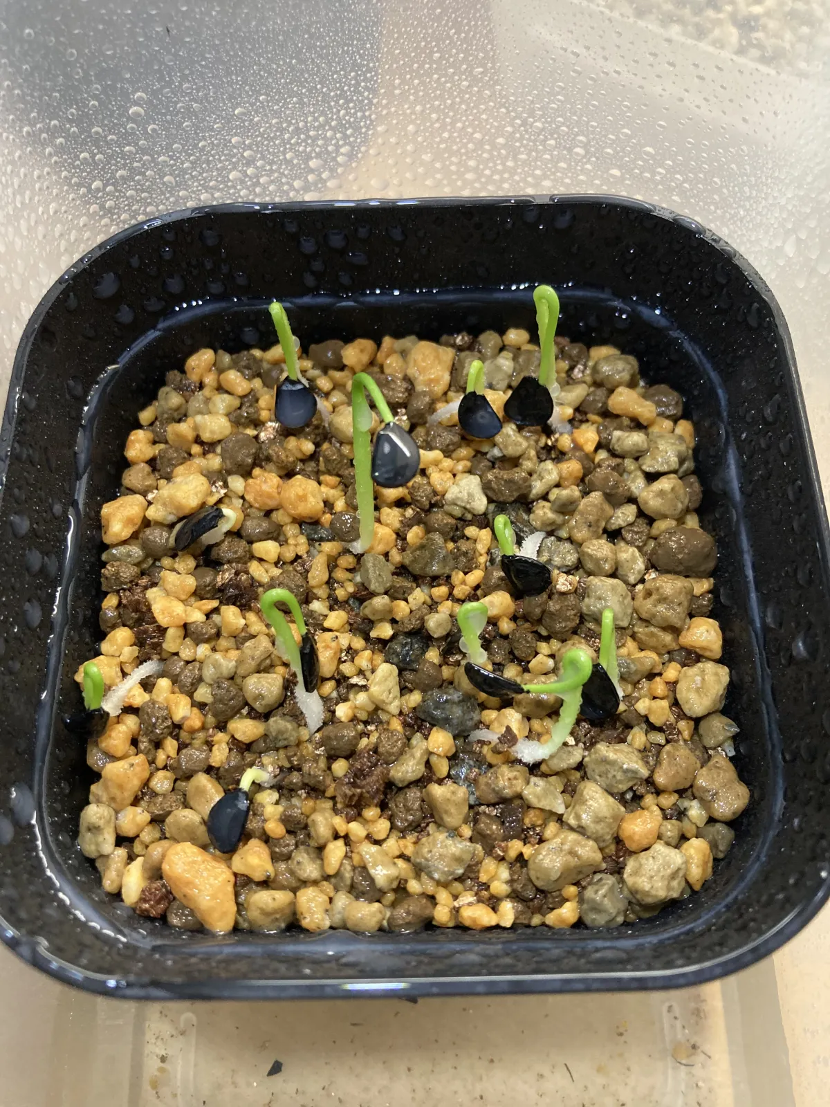 Agave asperrima ssp. zarcensis (アガベ アスペリーマ ザルセンシス)