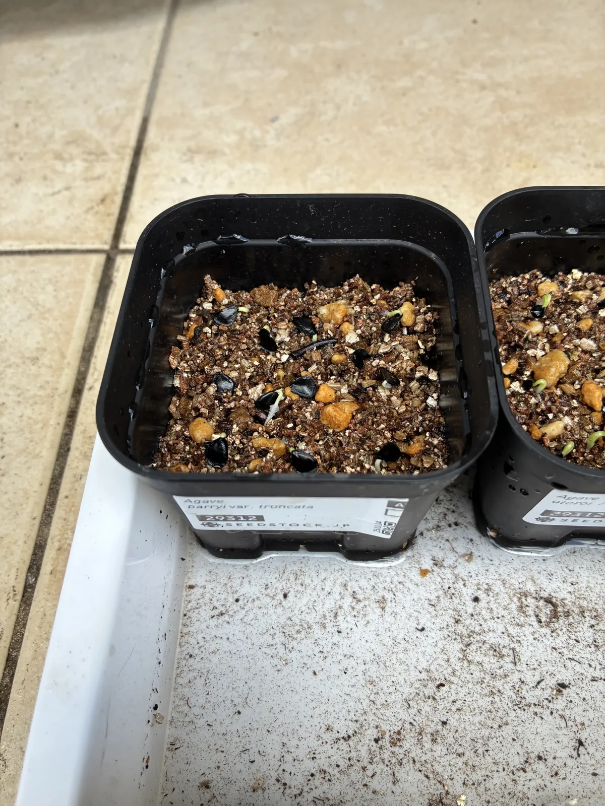 Agave parryi var. truncata (アガベ パリー トランカータ)