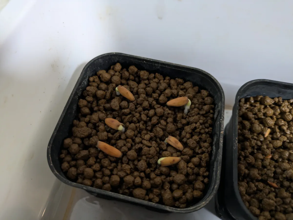 Adenium obesum Super Red (アデニウムブラック)