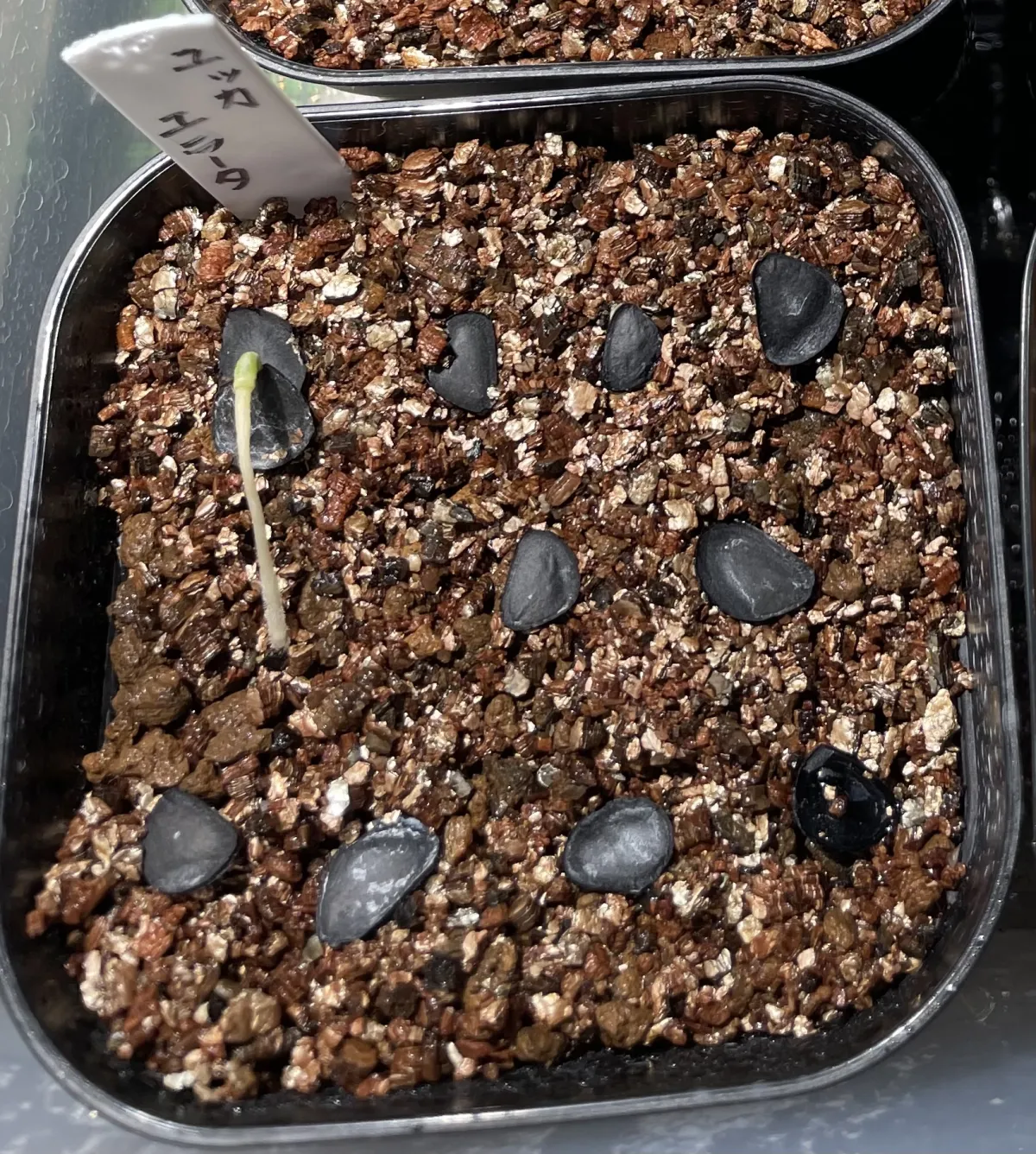 Yucca elata (ユッカ エラータ)