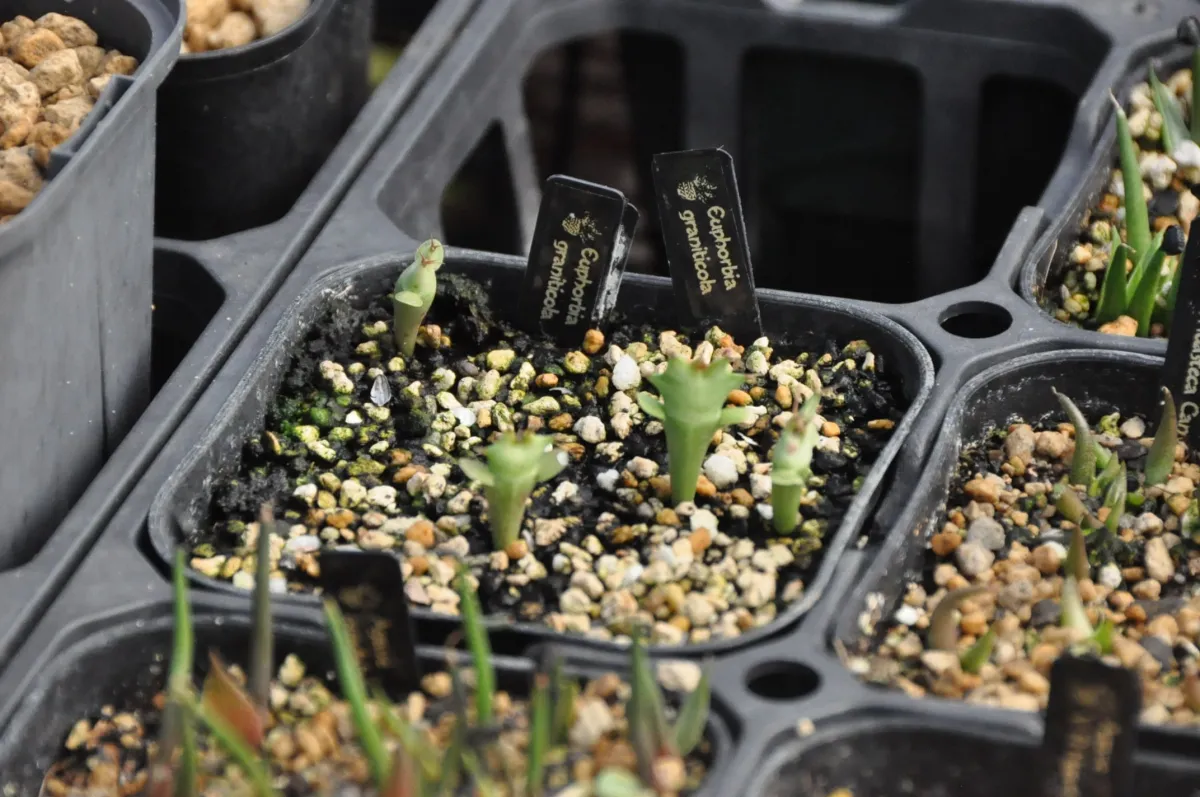 Euphorbia graniticola (ユーフォルビア グラニティコラ)