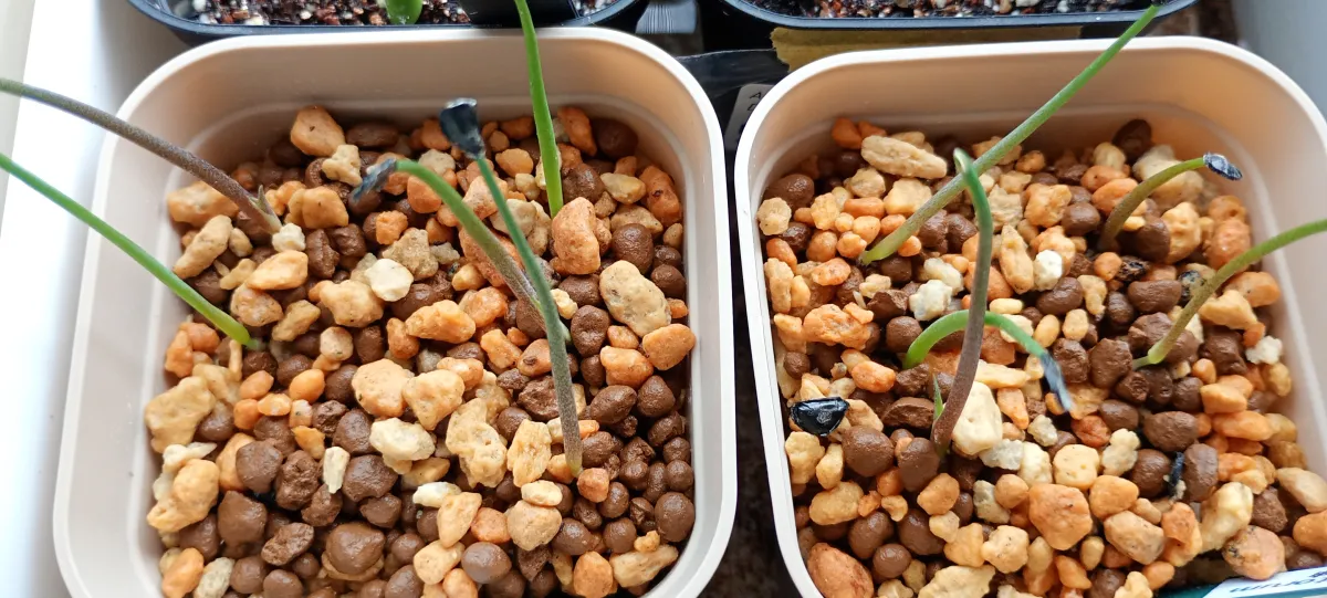 Agave potatorum (アガベ ポタトラム (Tobalá))