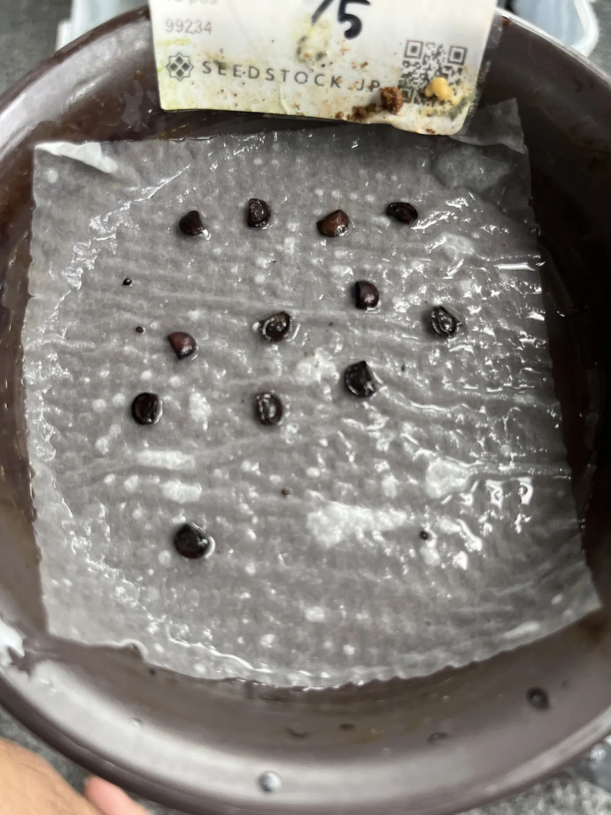 Phyllanthus mirabilis (フィランサス ミラビリス)