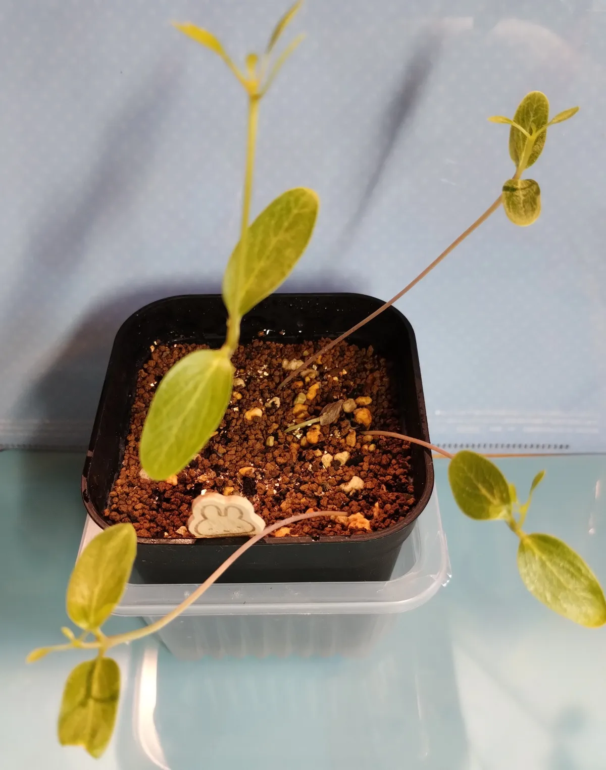 Fouquieria ochoterenae (フォークイエリア オコトテレナエ)