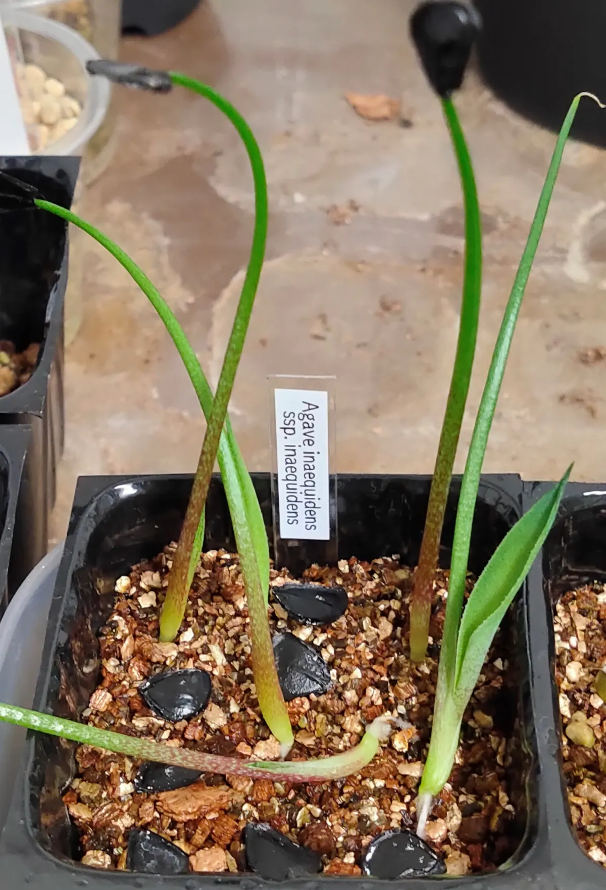 Agave inaequidens (アガベ インアクイデンス)