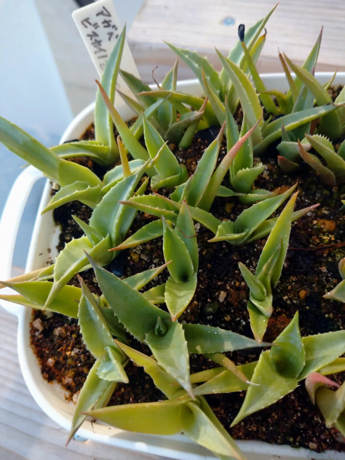 Agave vizcainoensis (アガベ ビスカイノエンシス)