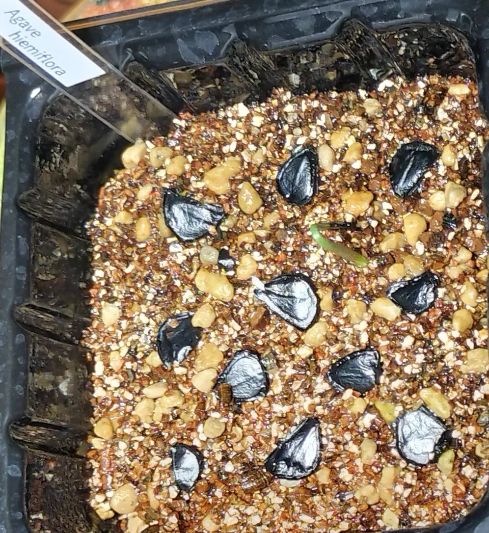 Agave hiemiflora (アガベ ヒエミフローラ)