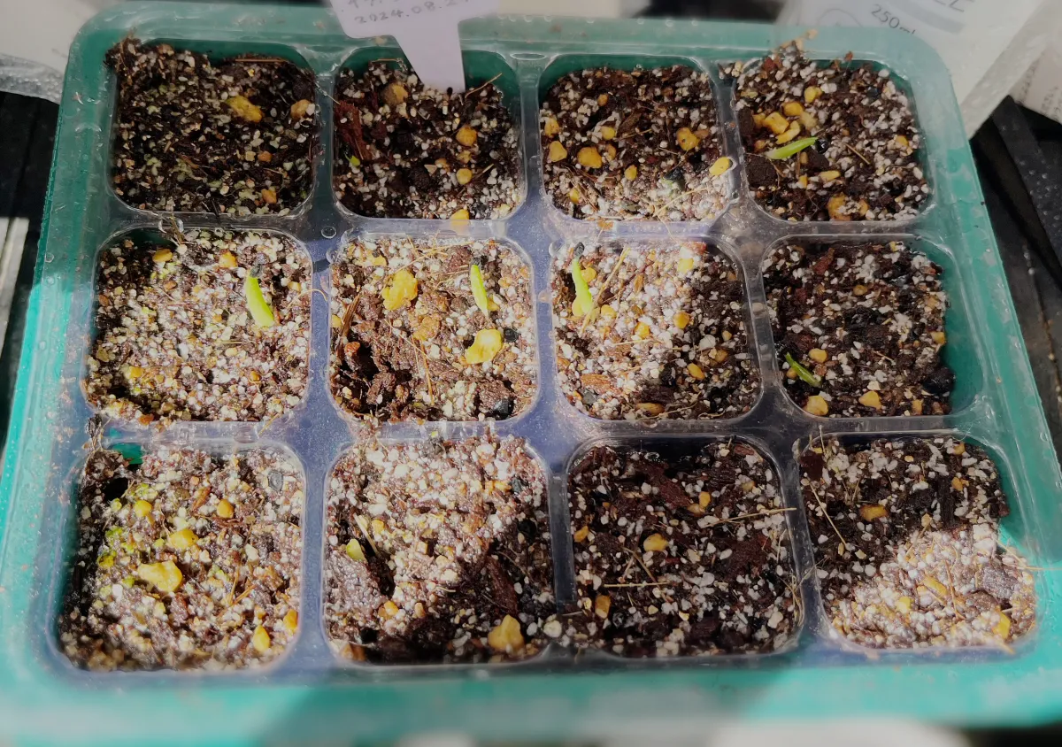 Agave titanota (アガベ チタノタ ドワーフ)