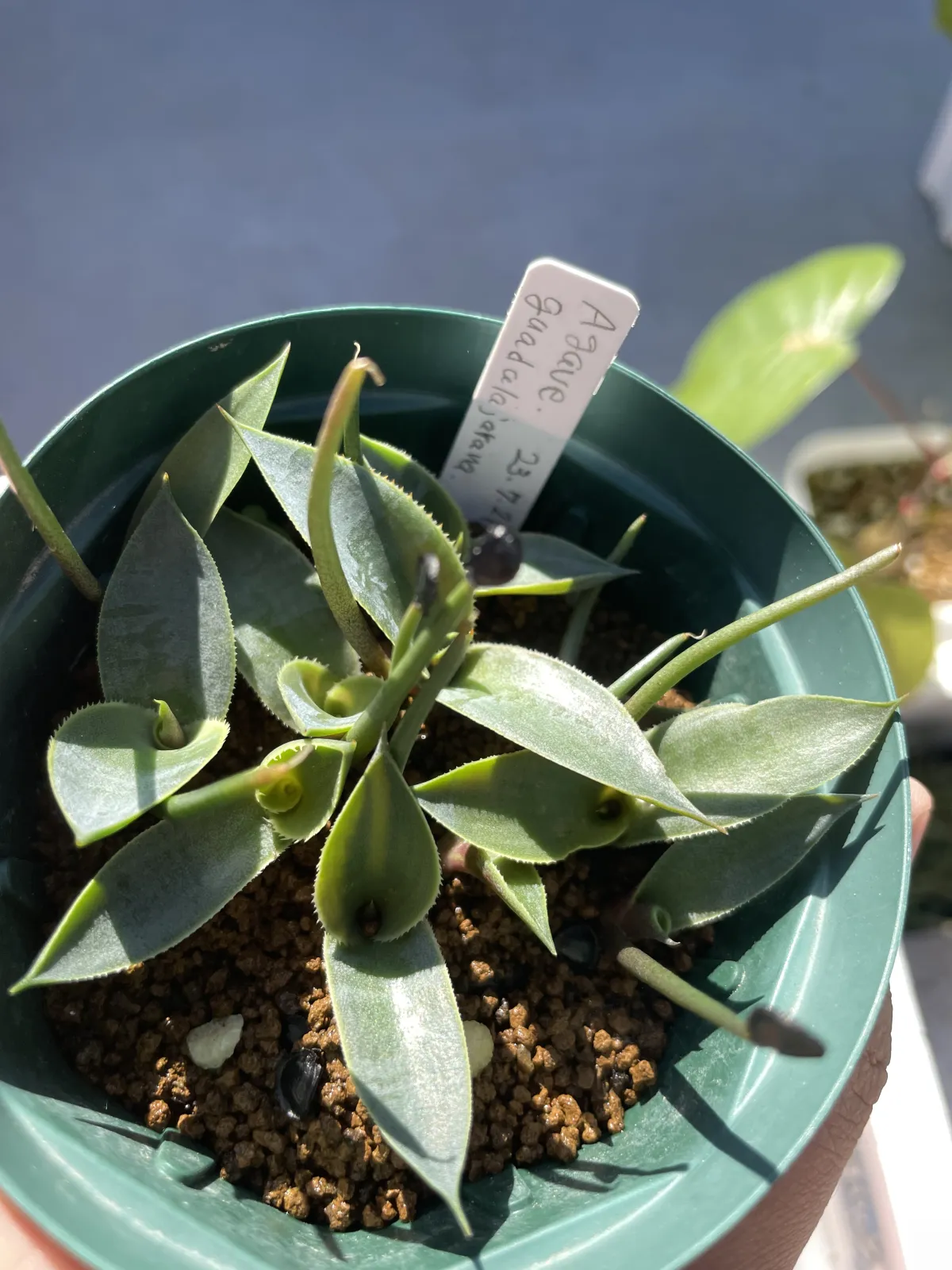 Agave guadalajarana (アガベ グアダラハラナ)