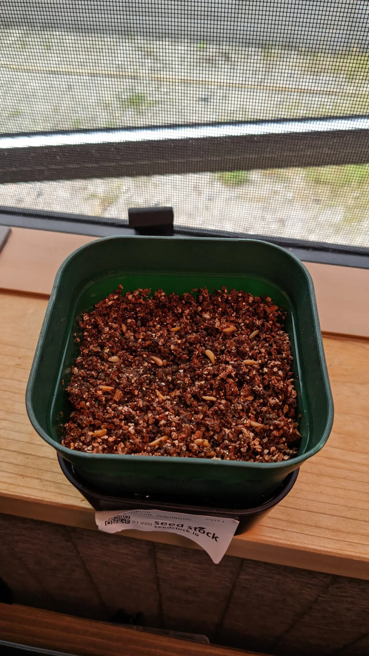 Pachypodium rosulatum (パキポディウム ロスラーツム)