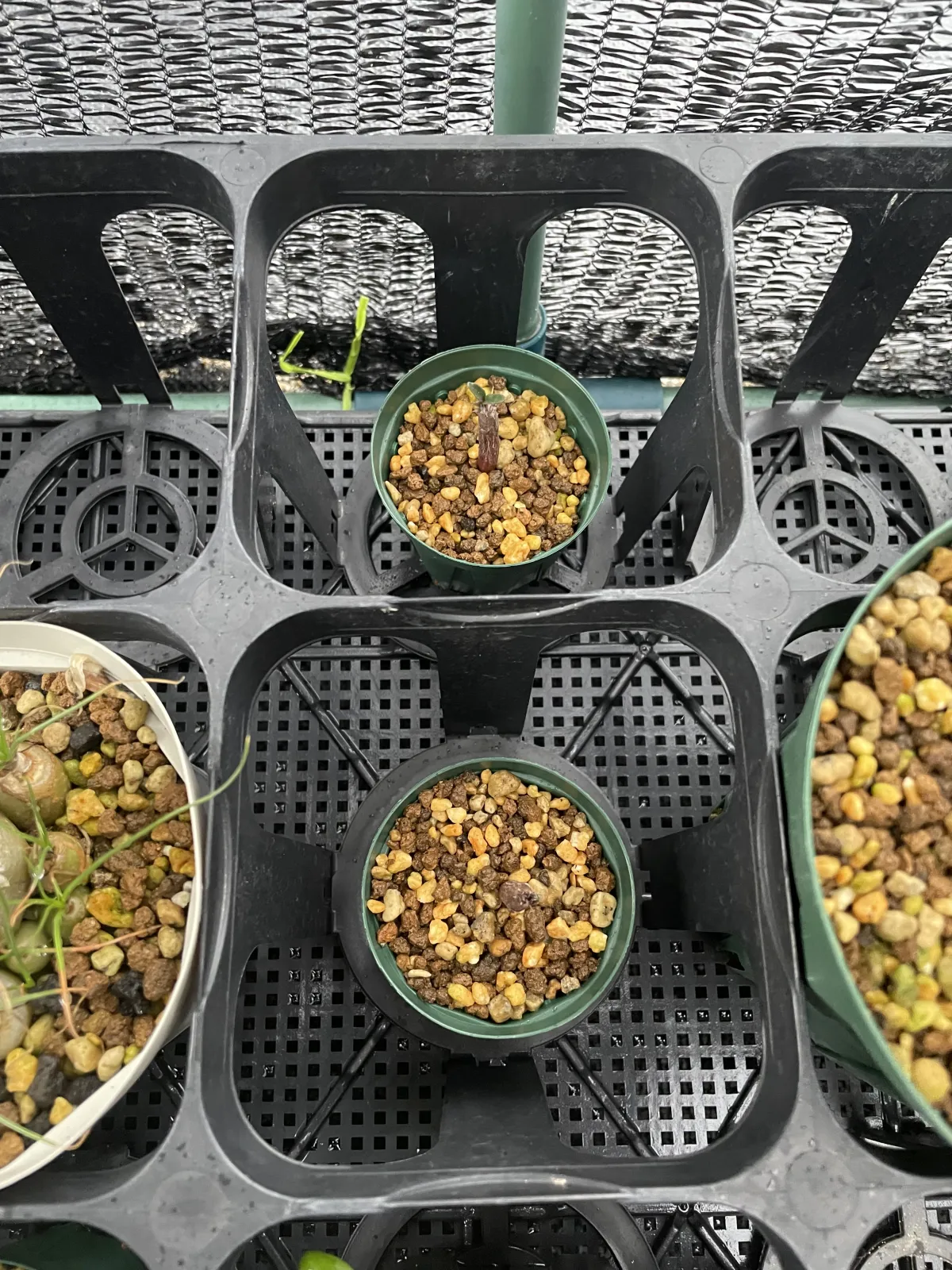 Pachypodium baronii (パキポディウム バロニー)