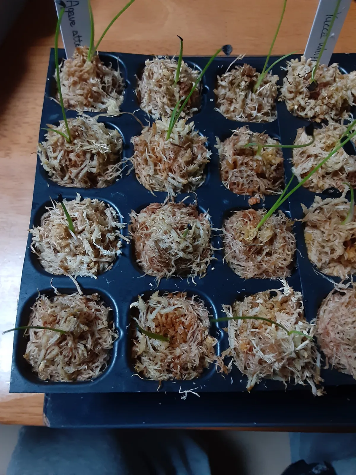 Agave attenuata (アガベ アテナータ 初緑)