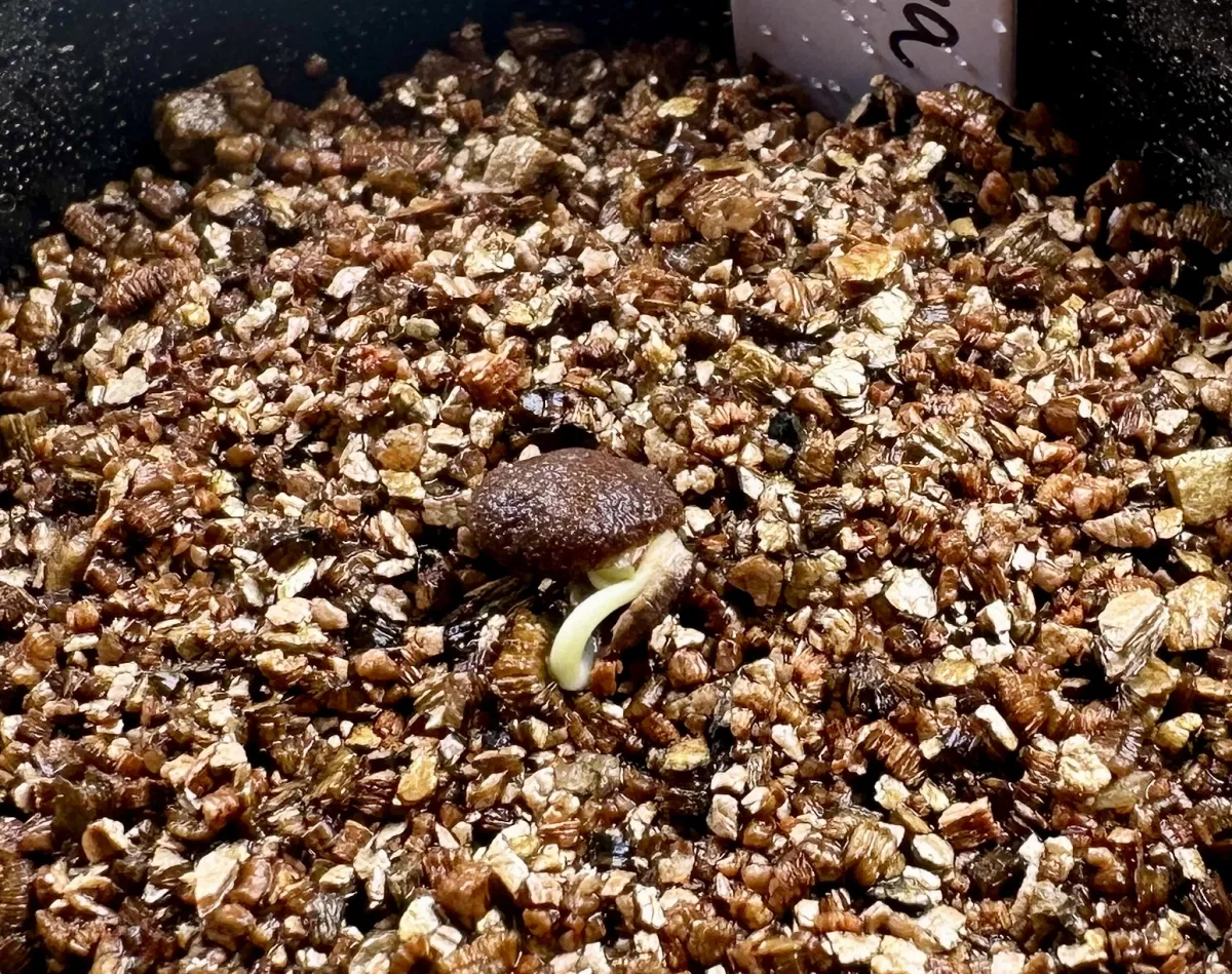 Operculicarya pachypus (オペルクリカリア パキプス)