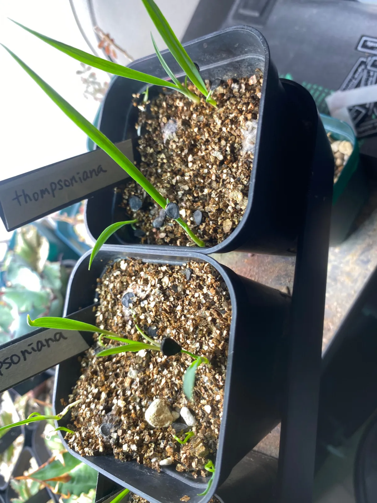 Yucca thompsoniana (ユッカ トンプソニアーナ)