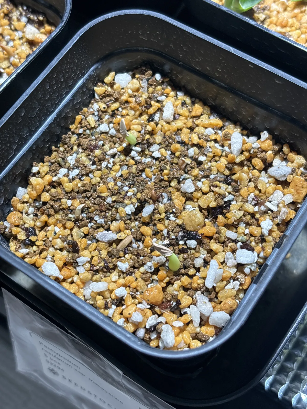 Pachypodium rosulatum subsp. makayense (パキポディウム マカイエンセ)