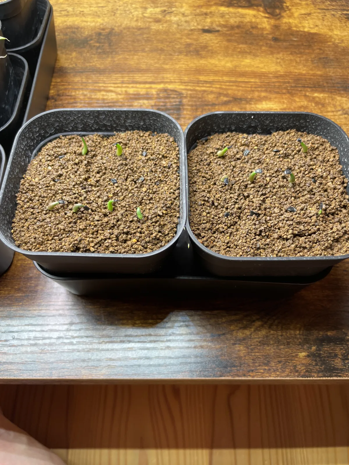 Agave oteroi (アガベ オテロイ)