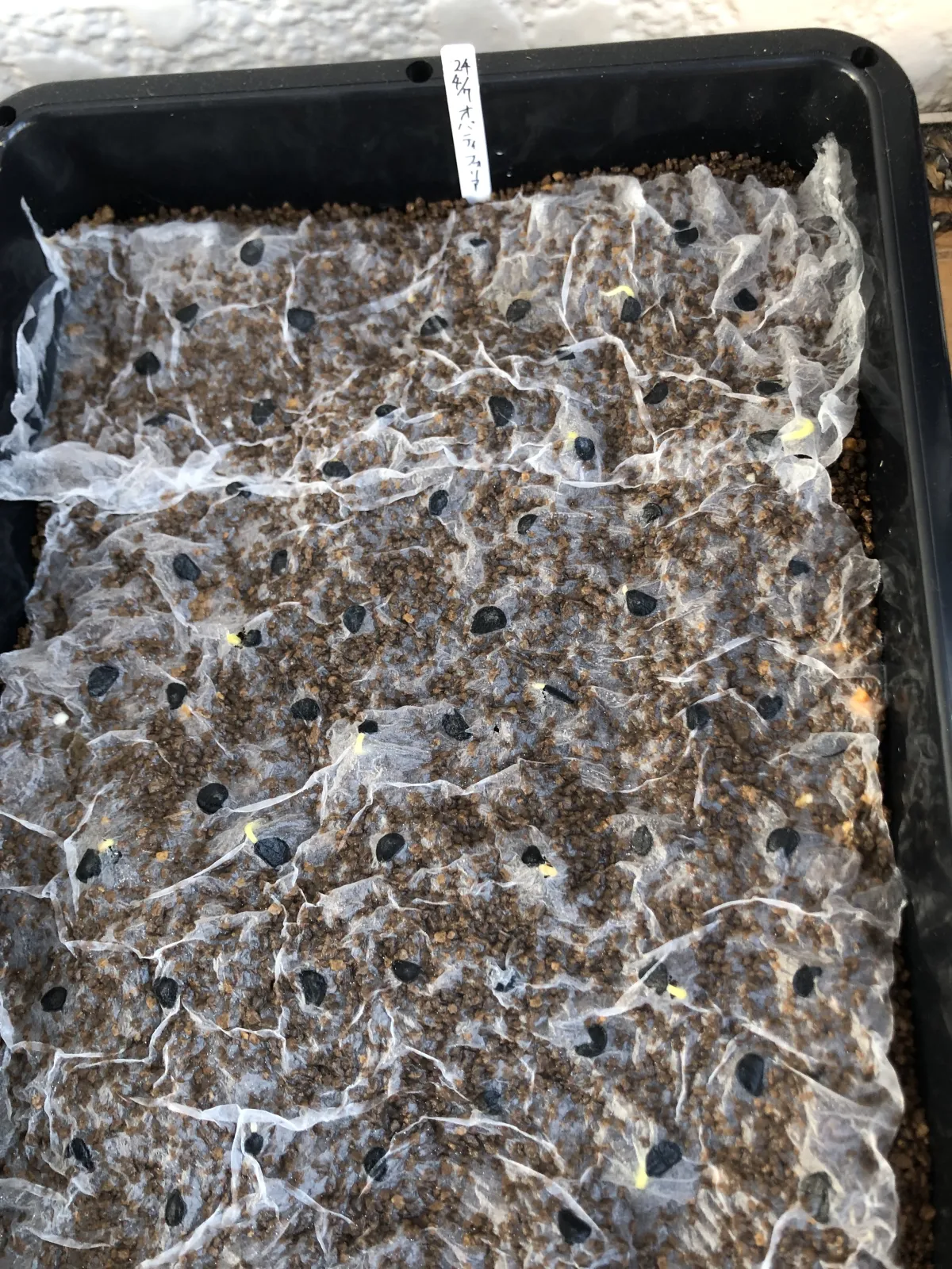 Agave ovatifolia (アガベ オバティフォリア)