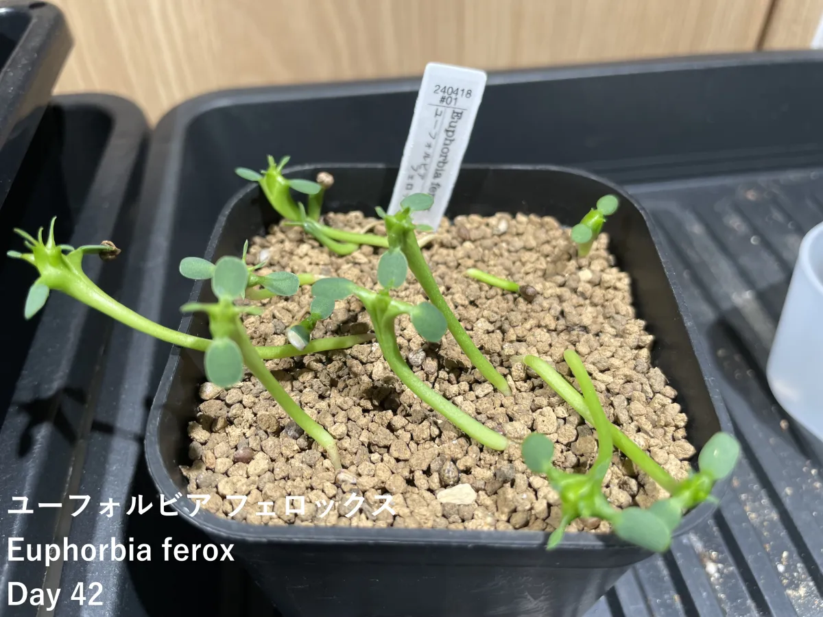 Euphorbia ferox (ユーフォルビア フェロックス)