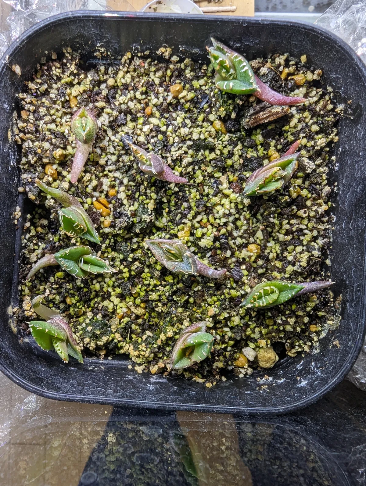 Agave oteroi (アガベ オテロイ)