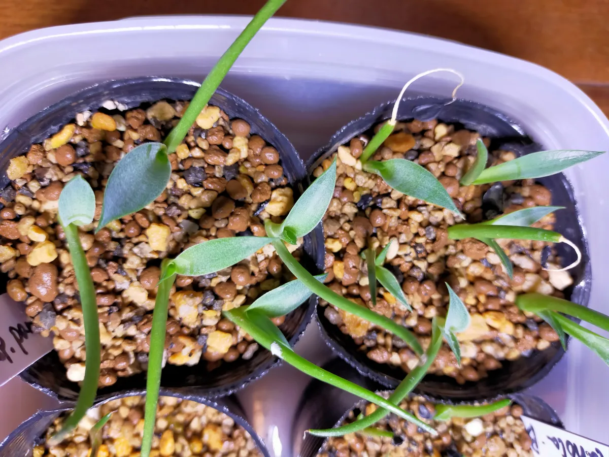 Agave parryi subsp. parryi (アガベ パリー)