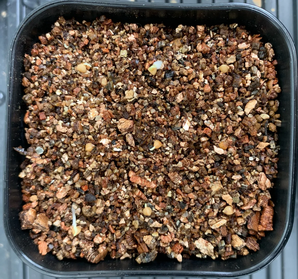 Dasylirion wheeleri (ダシリリオン ウィーレリ)