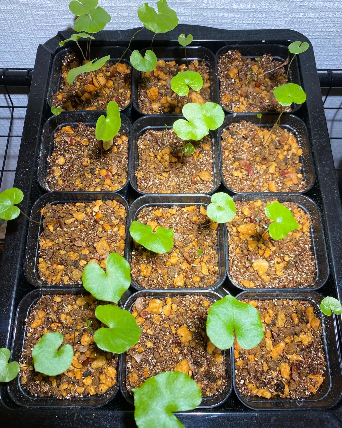 Dioscorea elephantipes (ディオスコレア エレファンティペス アフリカ亀甲竜)