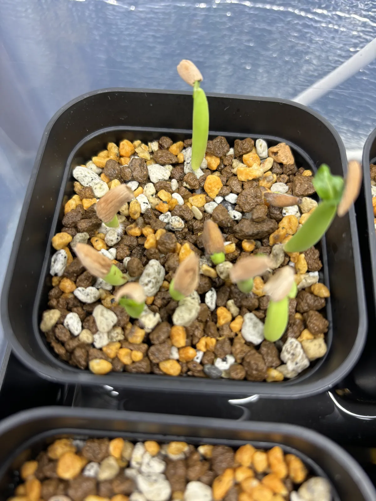 Adenium arabicum (アデニウム アラビカム)